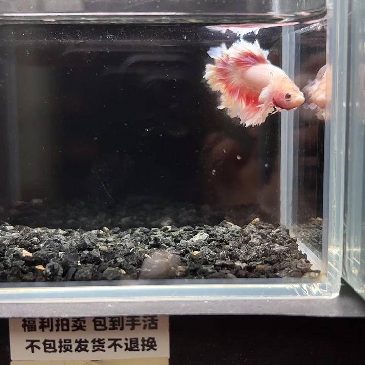 斗鱼一单包邮14日100