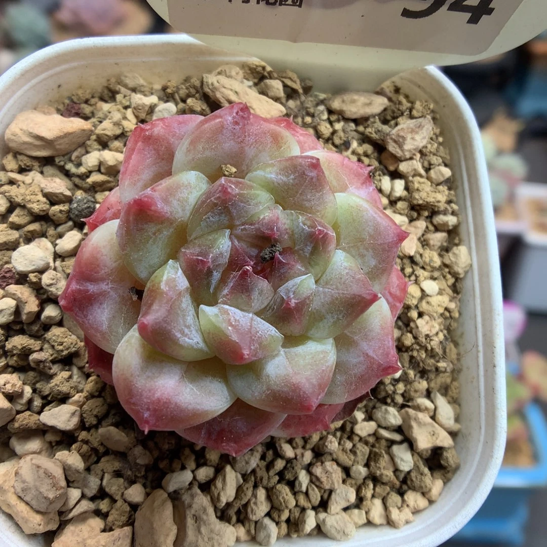 94渐变色冰魄多肉植物