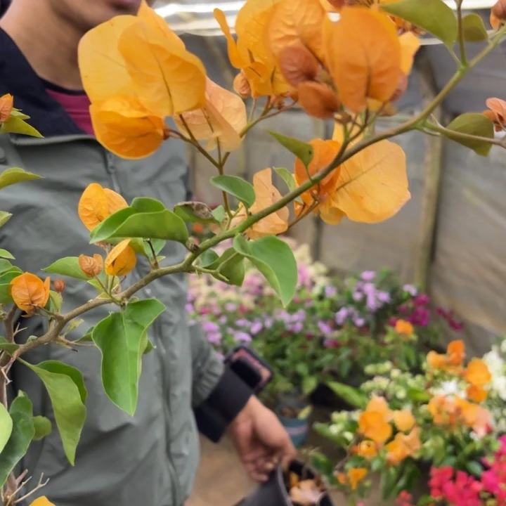 完全开放（金探戈）三角梅会落花落叶会光杆苗有大有小