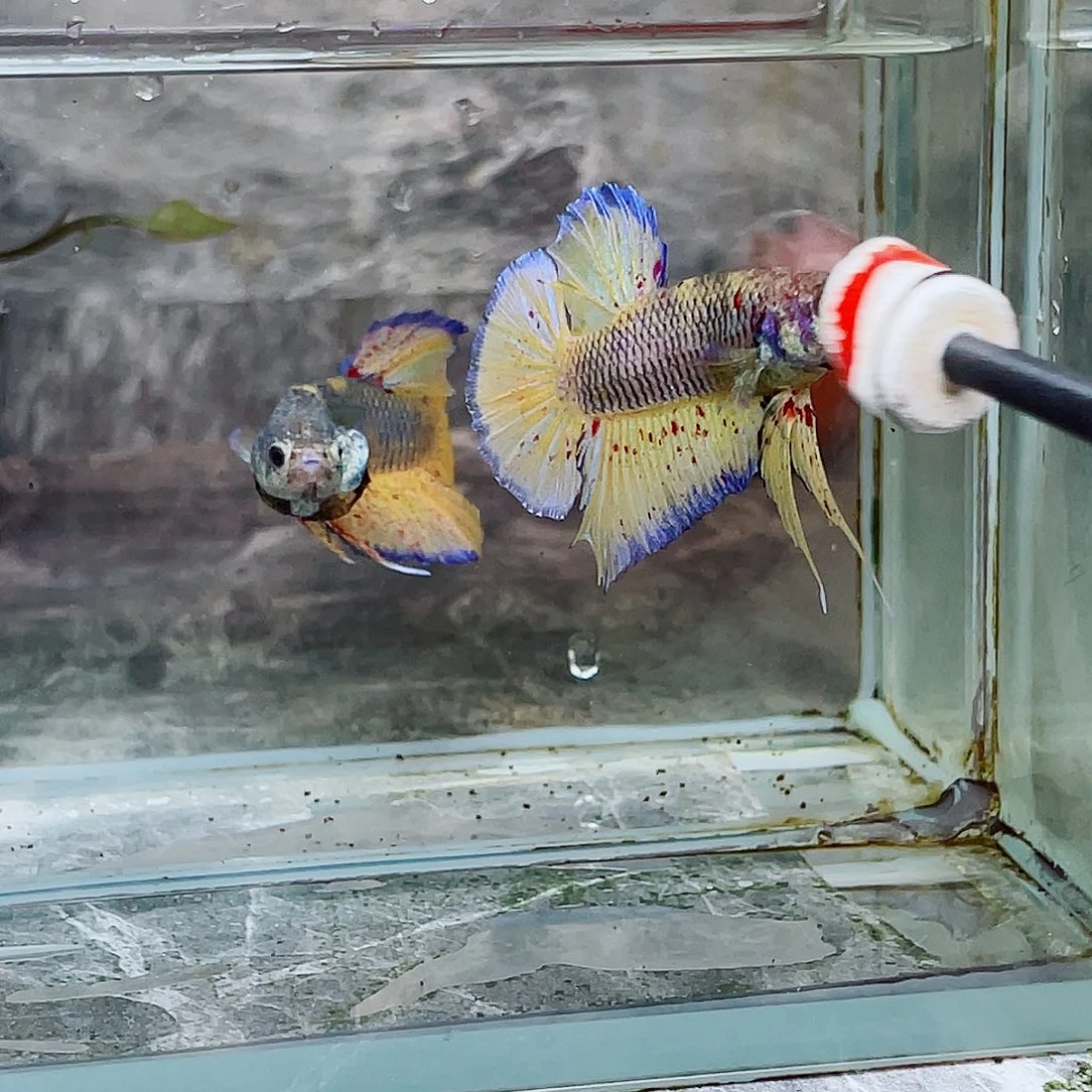 斗鱼育平斗鱼泰国斗鱼