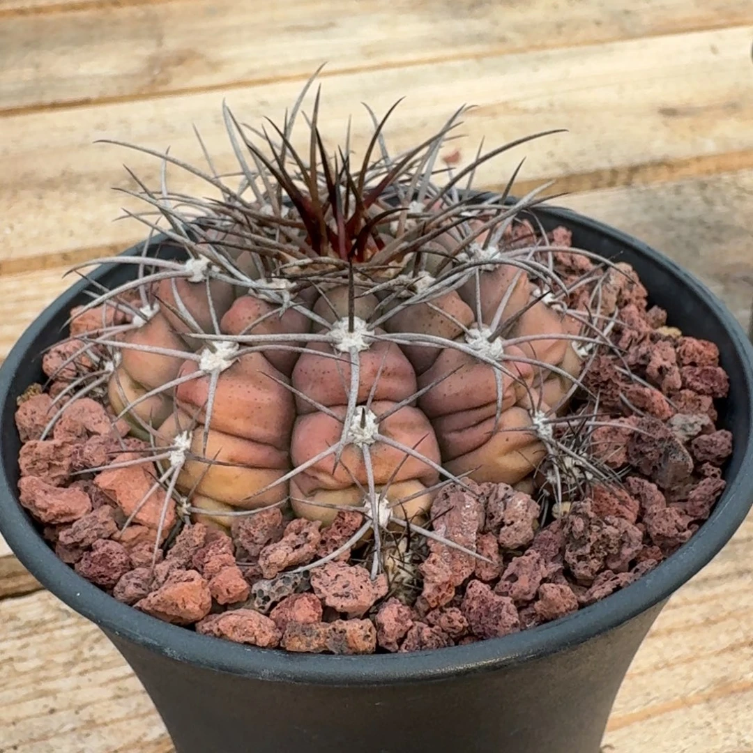 仙人球良宽实生根