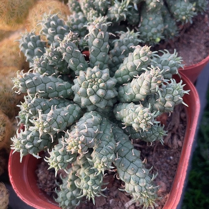 九龙头群满25包邮