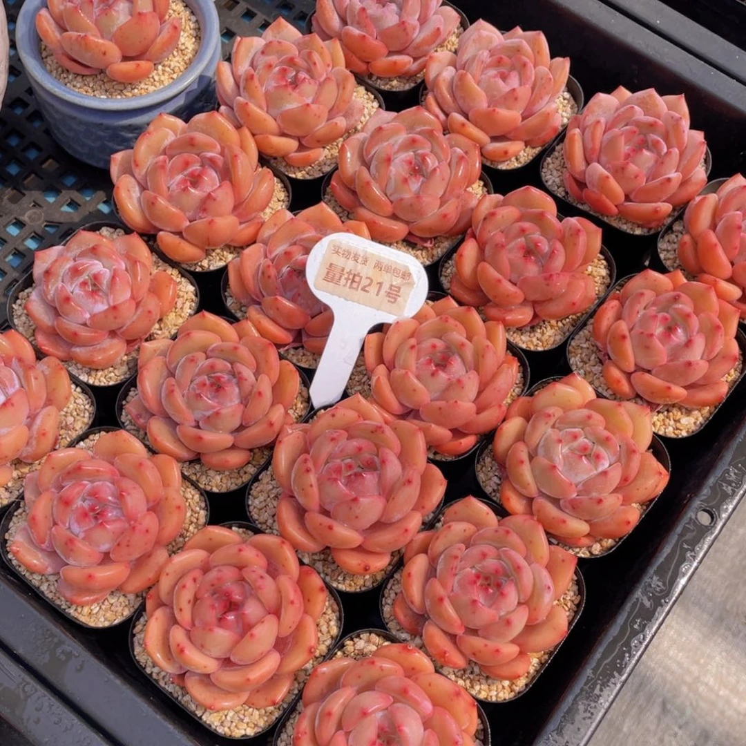 量拍21号 多肉宽叶包包韩橙单头两个