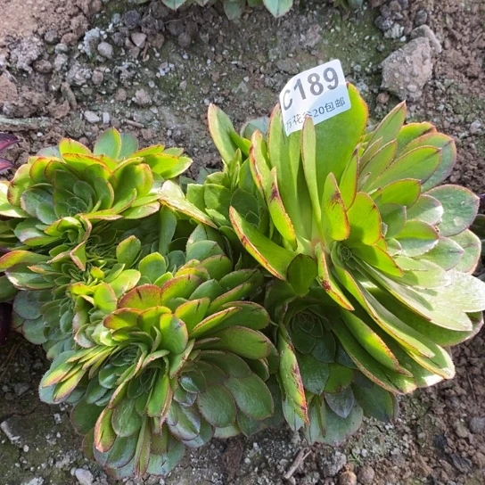 189万拉丝缀多肉植物