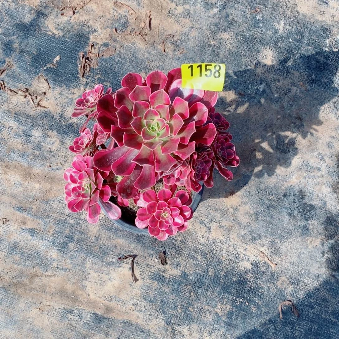 美杜莎多肉法师1158