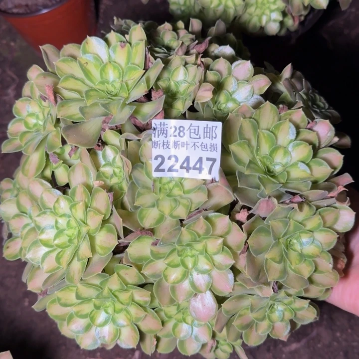 22447韶华多肉植物
