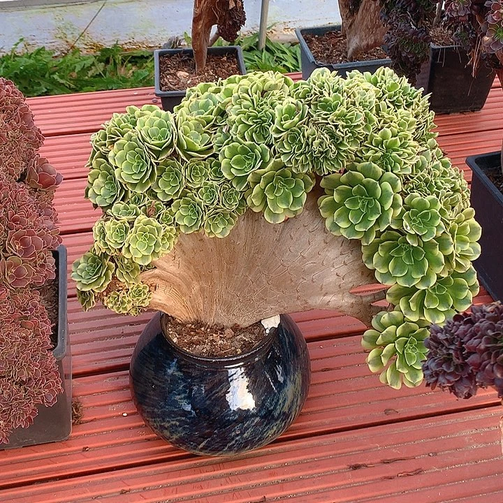 绿豆朵朵脱土发货啊