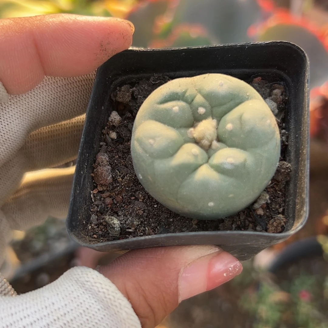 舞**疯多肉植物多肉植物