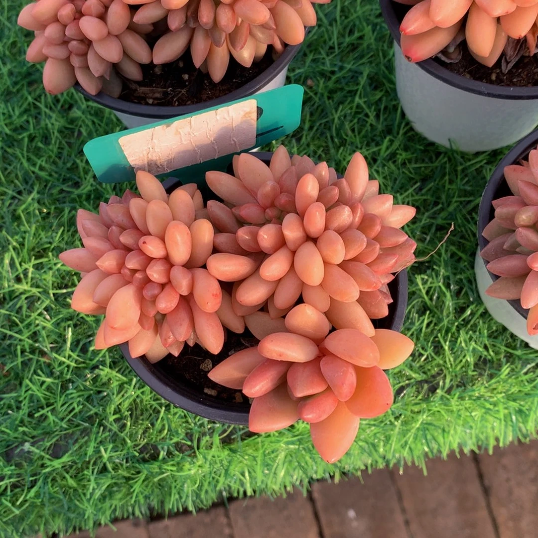 恩***宝多肉植物72727373727