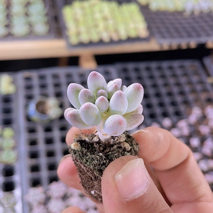 婴儿手指精品多肉