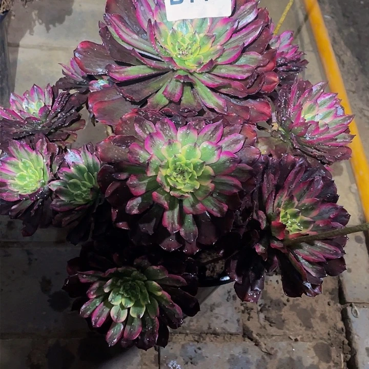 遇****店多肉法师777号奥黛丽发货