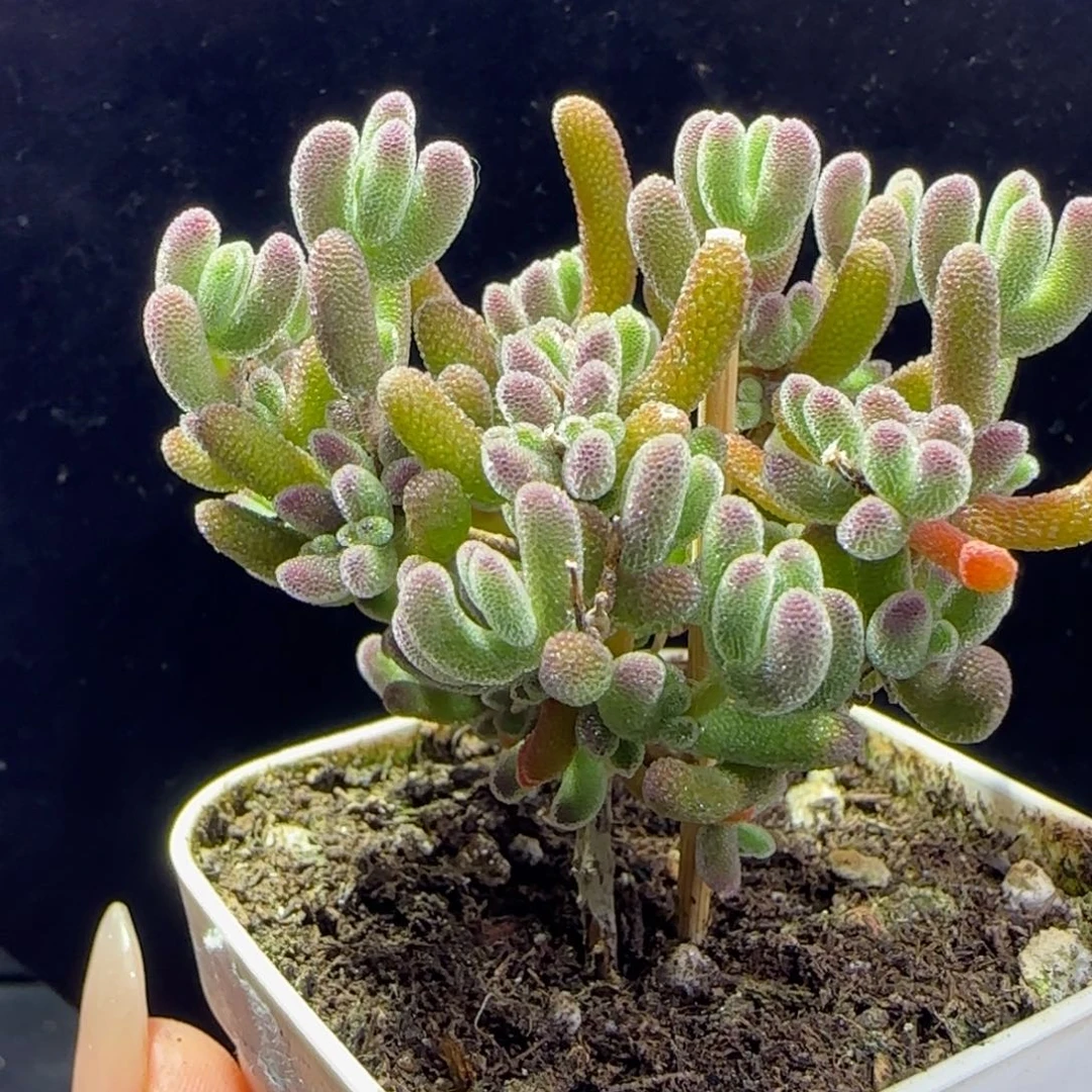 dy193精控荔枝直杆福利