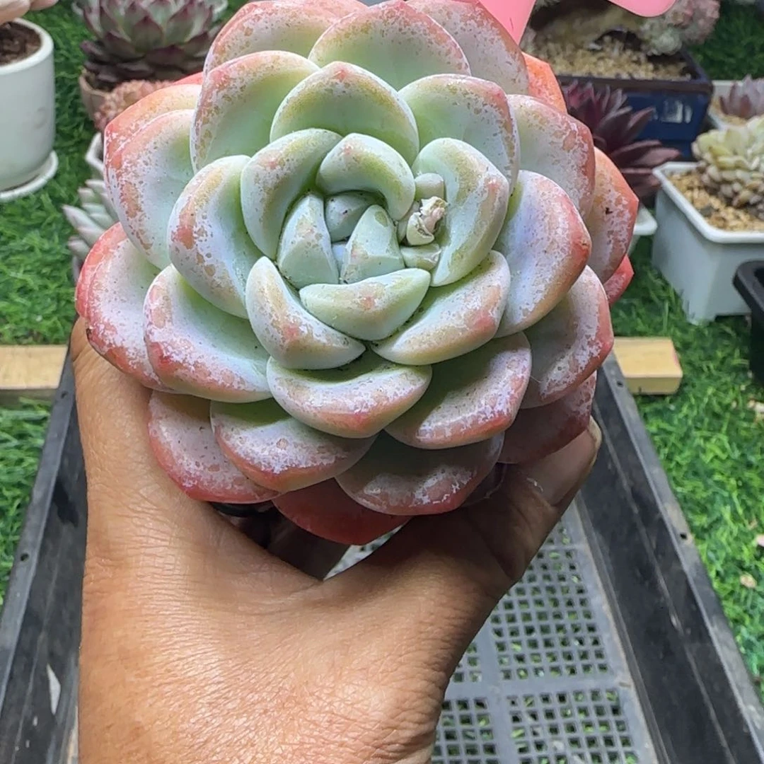 锦安精品多肉编号238