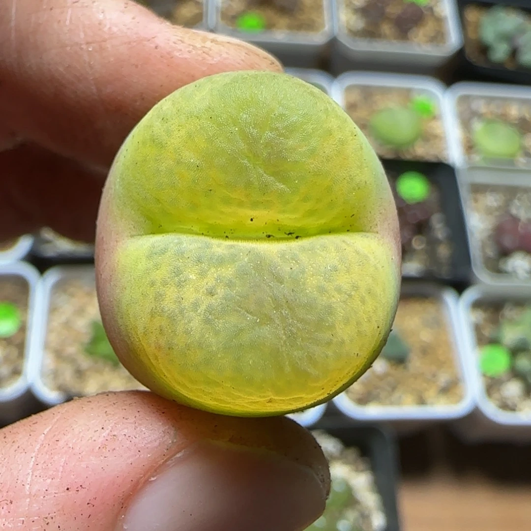 2.2+漂亮多肉植物72