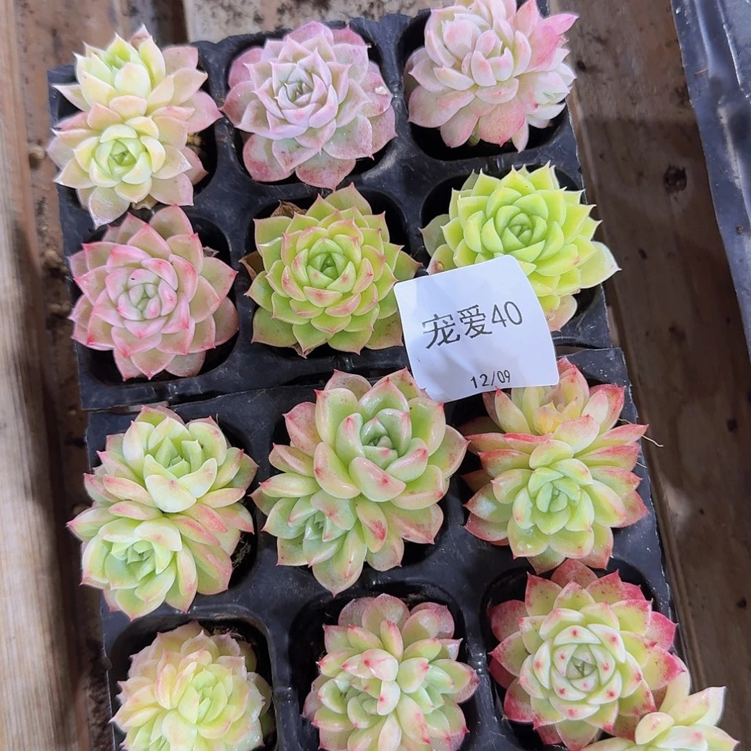 直播福利一物一拍40