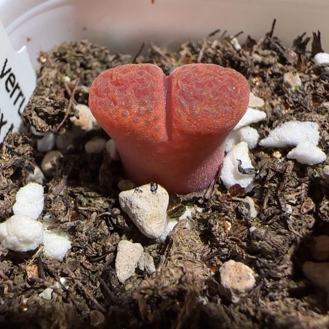 肉锥多肉植物组合-蛋糕1561