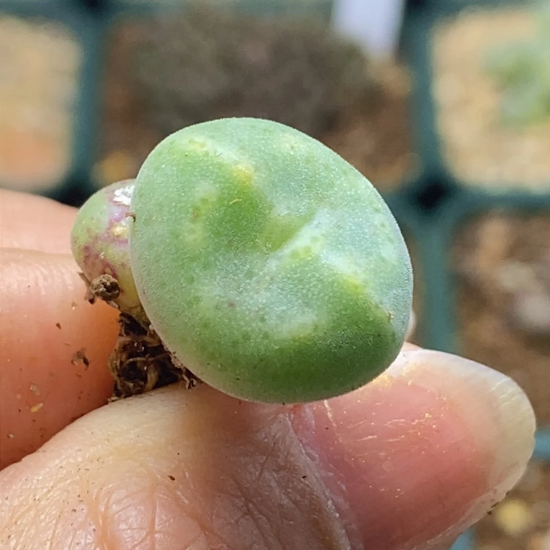 好看好看好看10043绿豆糕