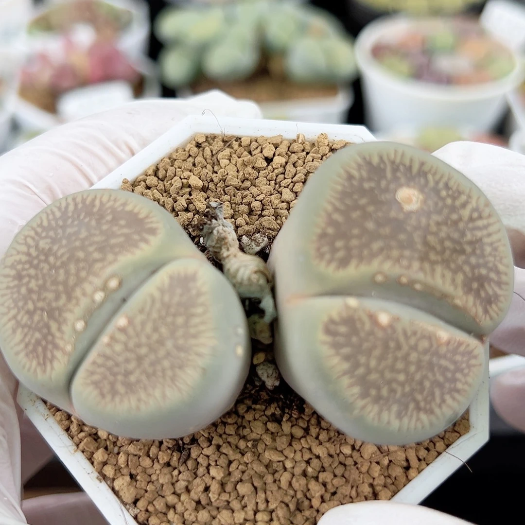 60006 好养易活生石花大母本有老疤特价