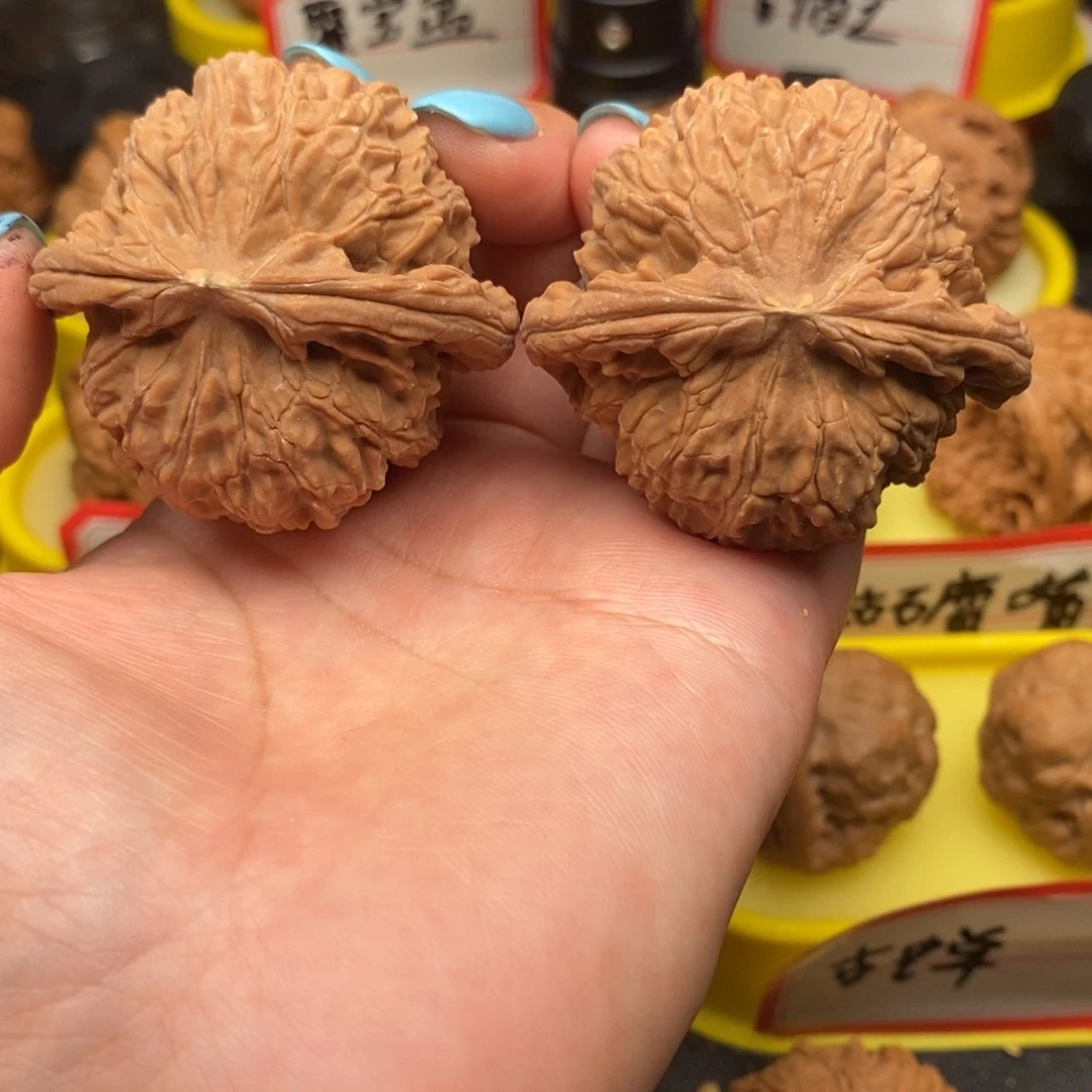菩提籽类白狮子球白