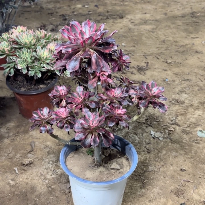 多肉植物法师香乃尔37