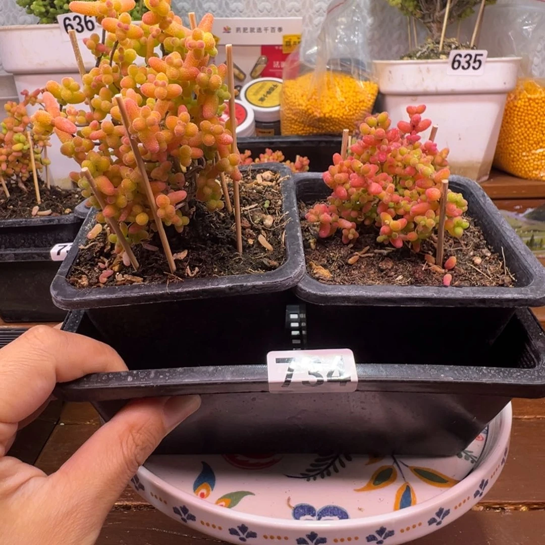 枝干番杏多肉植物734