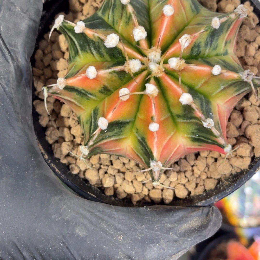 康**鼻实生内骨锦福利哈哈哈哈