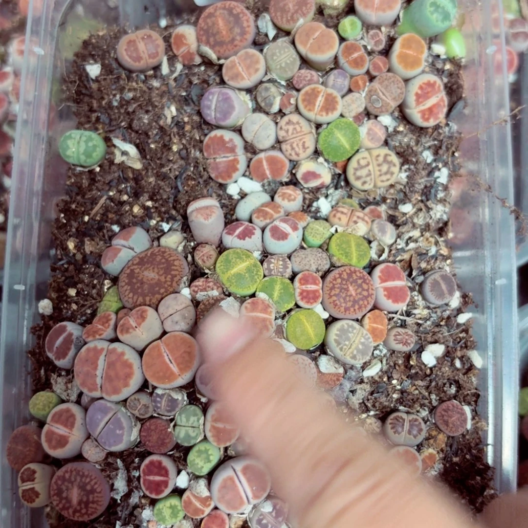 2437—-//生石花 肉锥