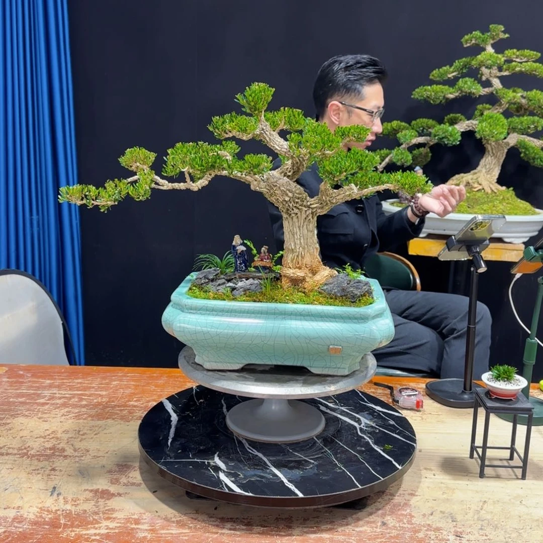 黄杨室内室外盆景艺术