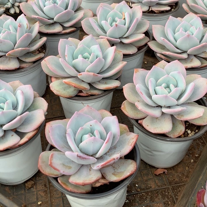 韩版奶茶8.88两单包邮