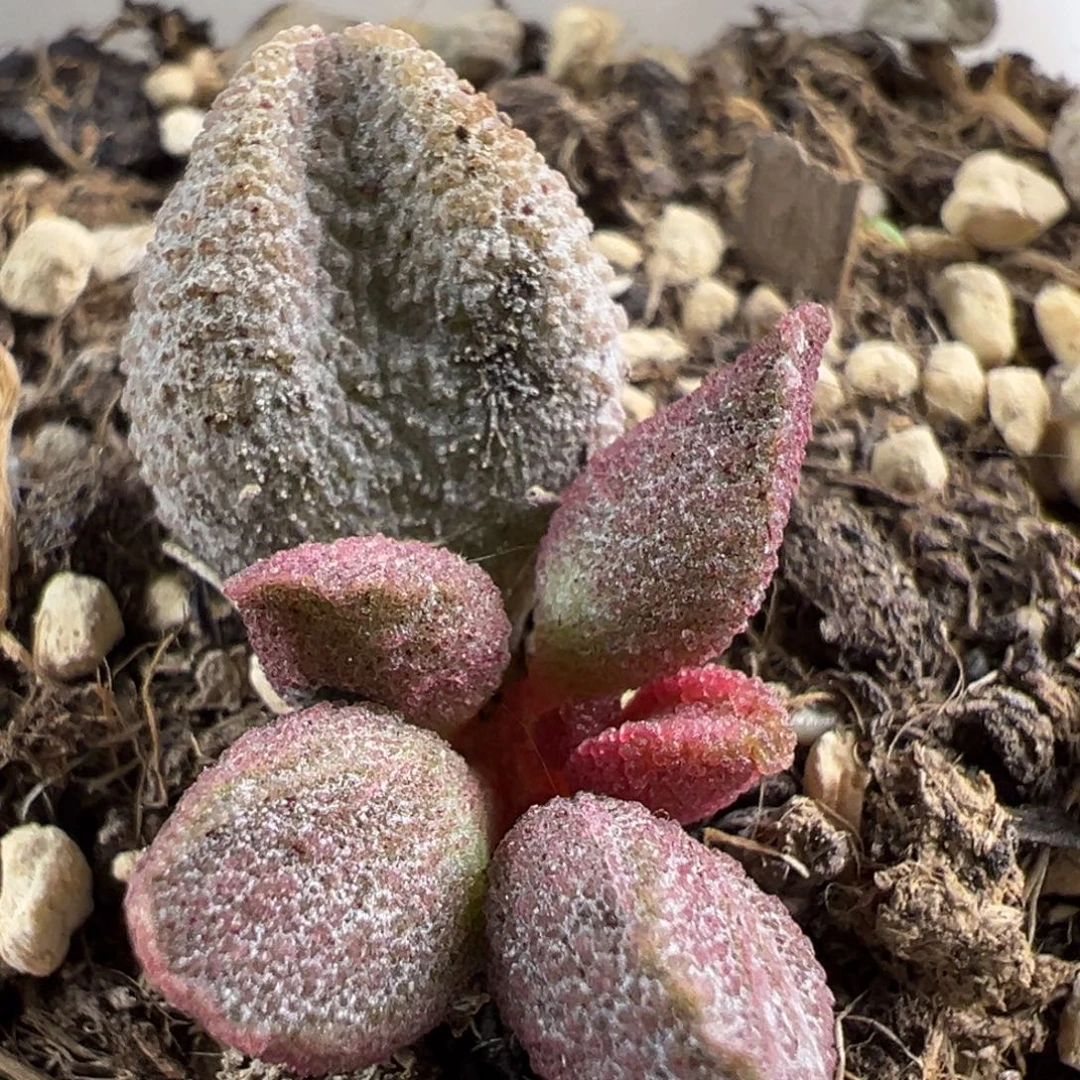 黑酱大苗多肉植物水泡
