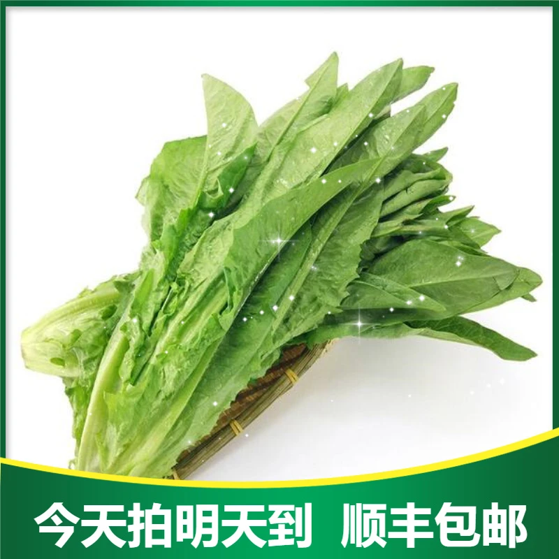 新鲜油麦菜250g±20g