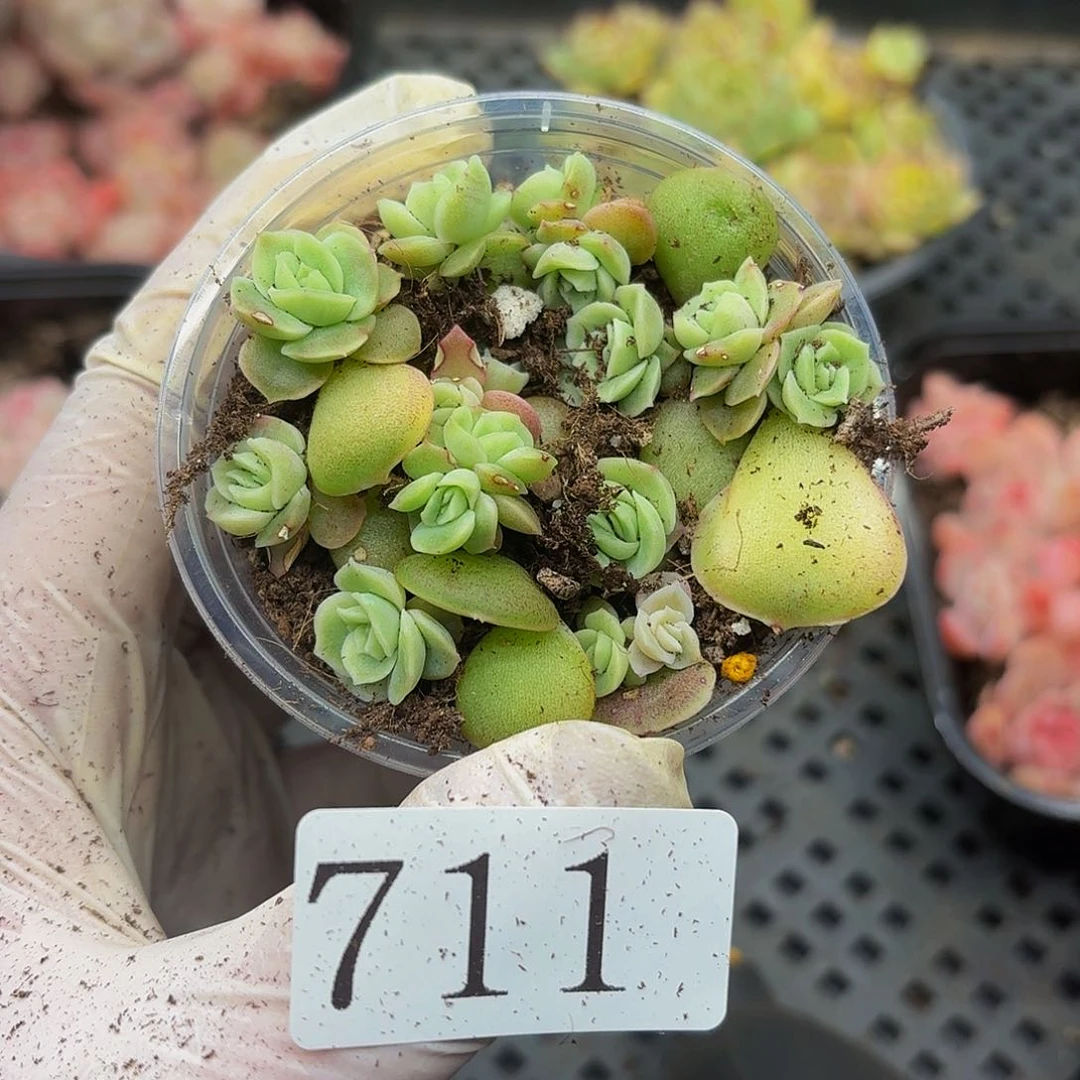 多肉植物多肉植物711