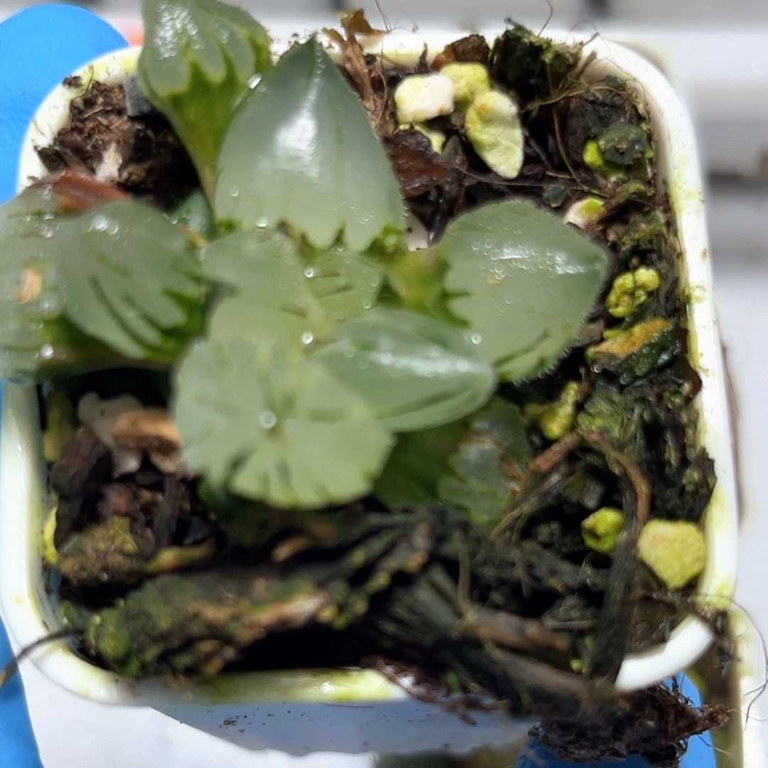 水***晶恭喜发财大吉大利4838