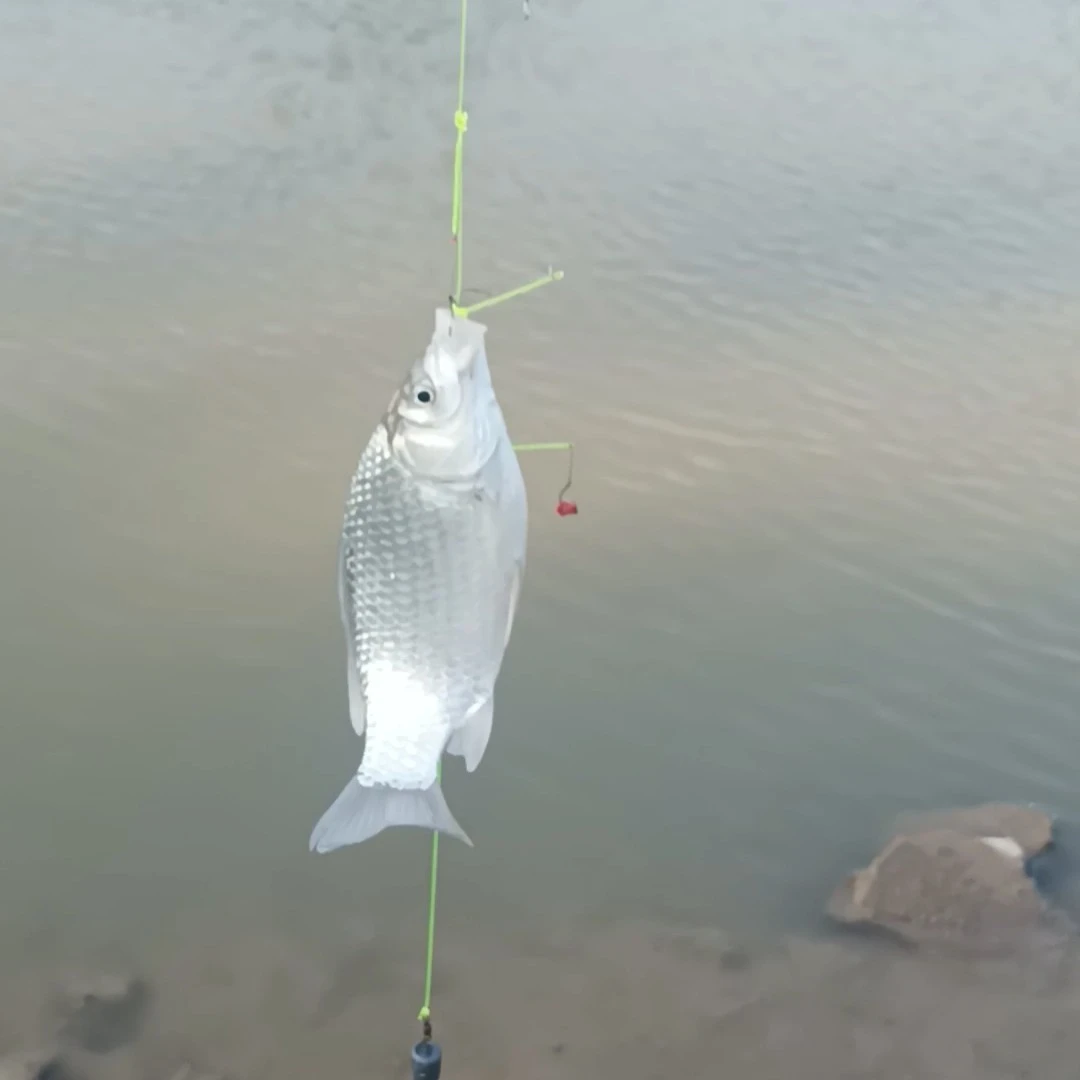 钓不到鱼就选新串钩新方法鲫鱼鲤鱼鲮鱼鳊鱼等上鱼快且多绝不空军