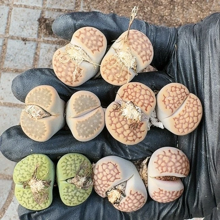 生石花1111。     500