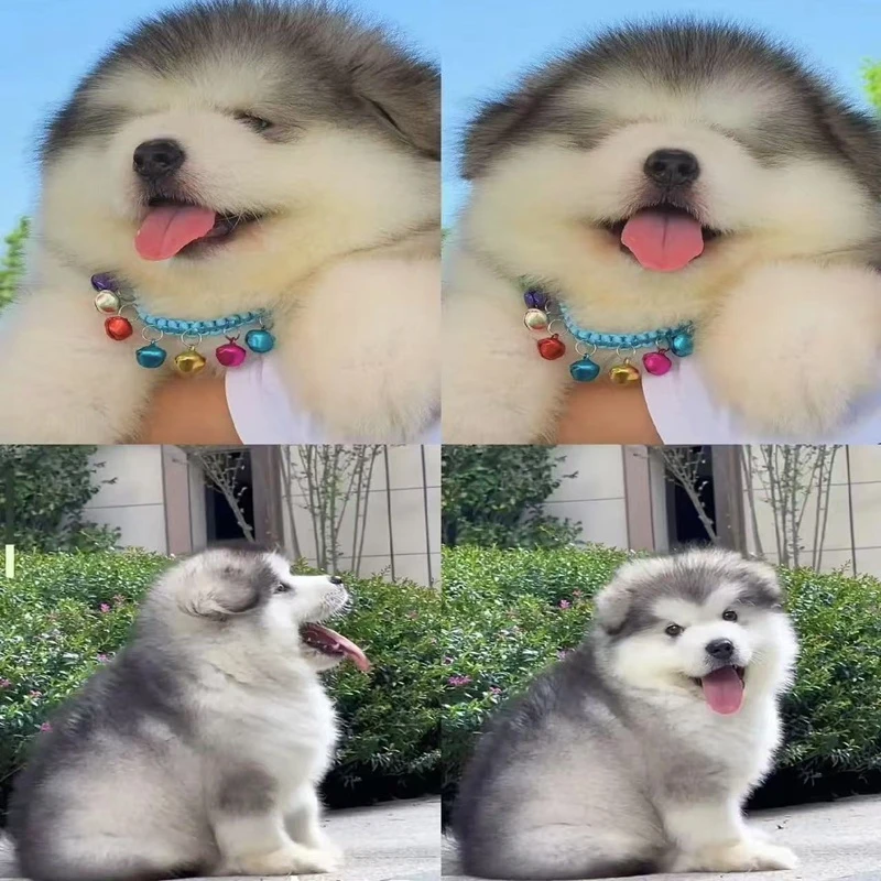 【星宠宠物】可爱萌宠阿拉斯加宠物狗狗链接-WSCY-A025