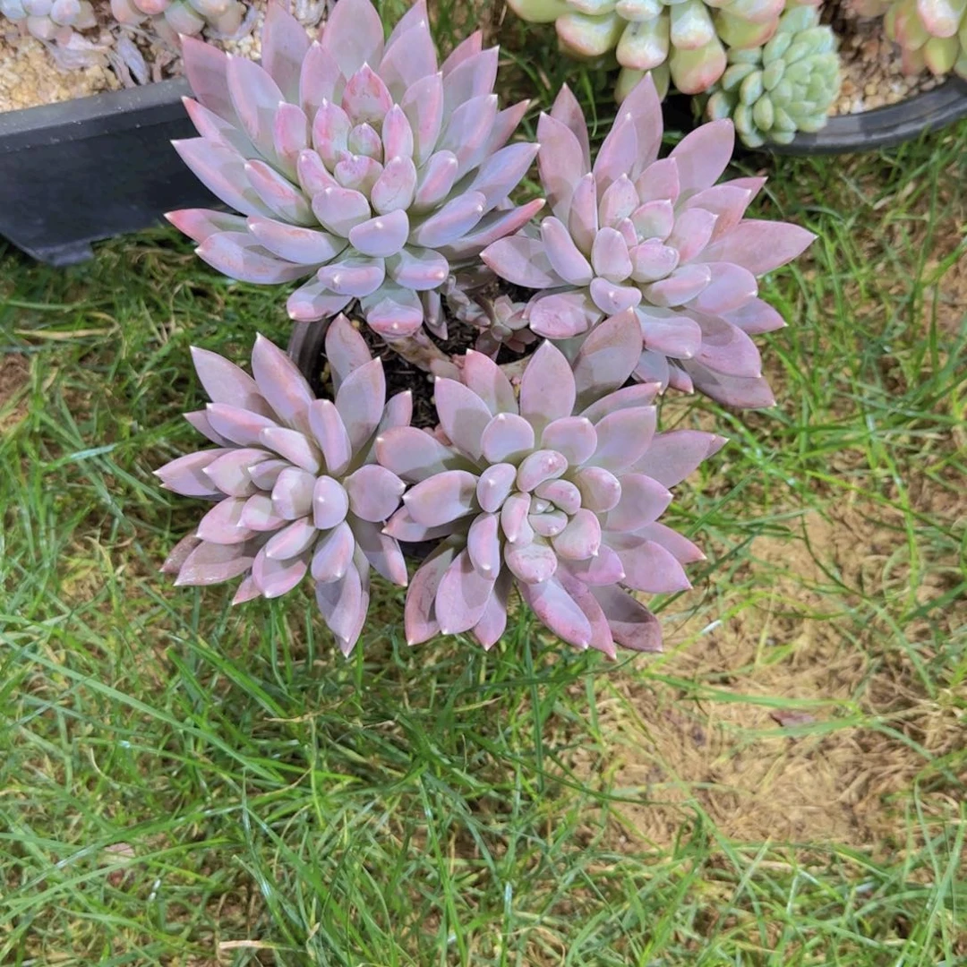 紫色美人多肉植物 0000