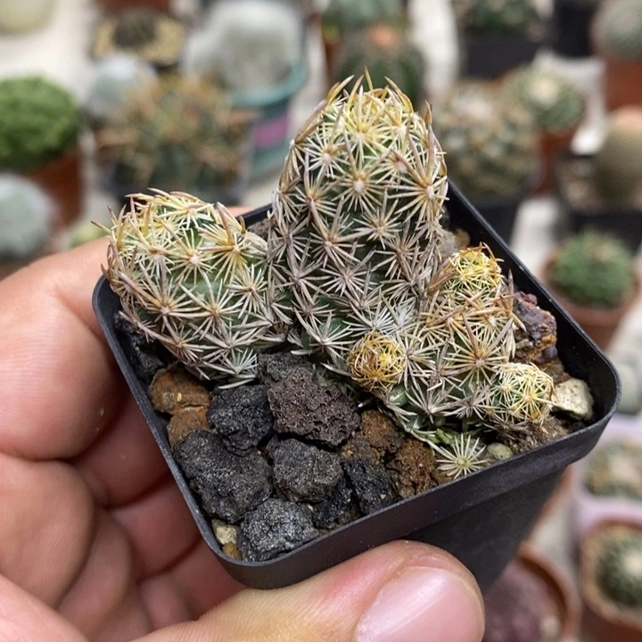 紫王子群特价福利