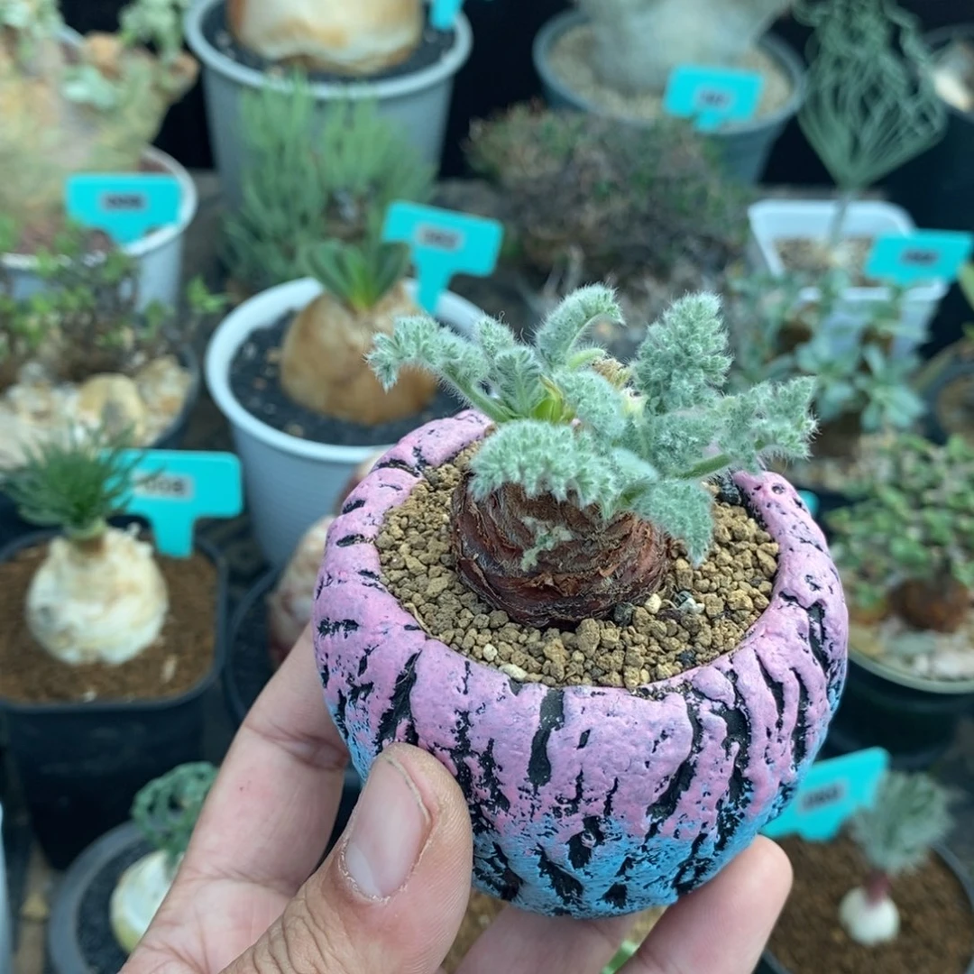 羽叶杨奎两颗多肉