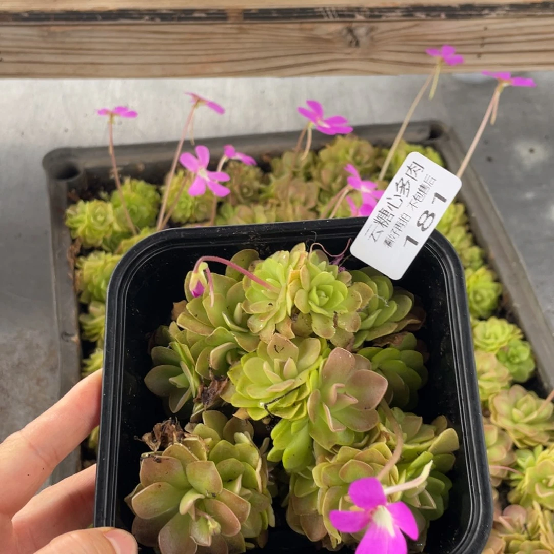 云糖心多肉植物181