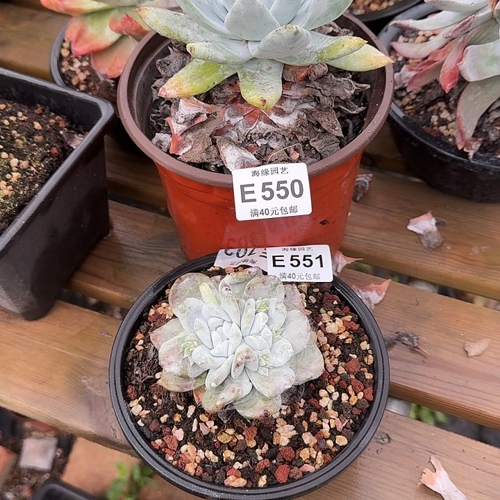 ✿***➹牡丹苹果叶仙女杯