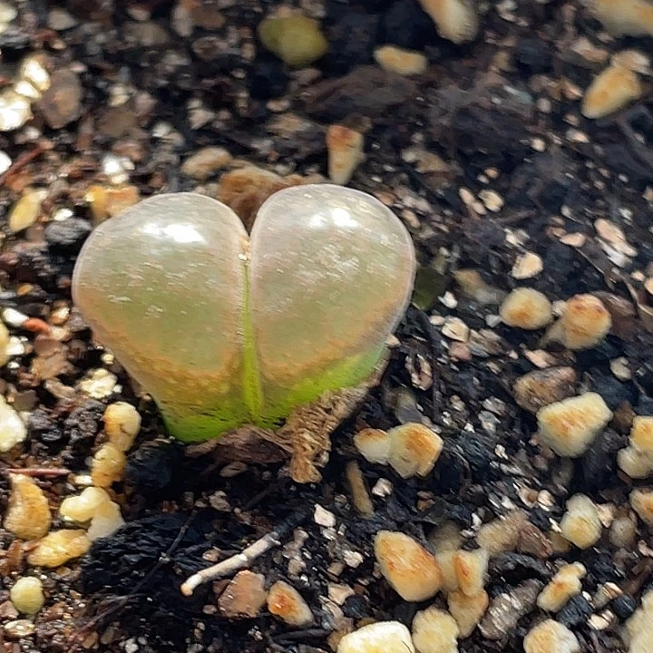 15-144风铃多肉植物