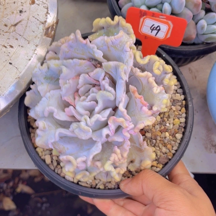 羊***意49号白饺子皮多肉植物
