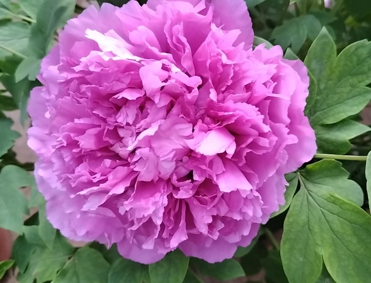 【洛阳红花卉带花苞】千层重瓣大花朵，花期长，可室内室外都可养殖！