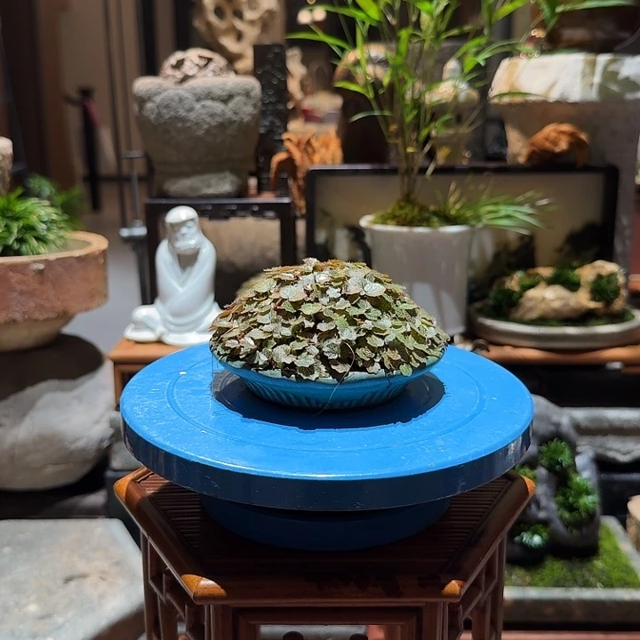 曾*姬虎耳。。。。z。。。。。。。。。