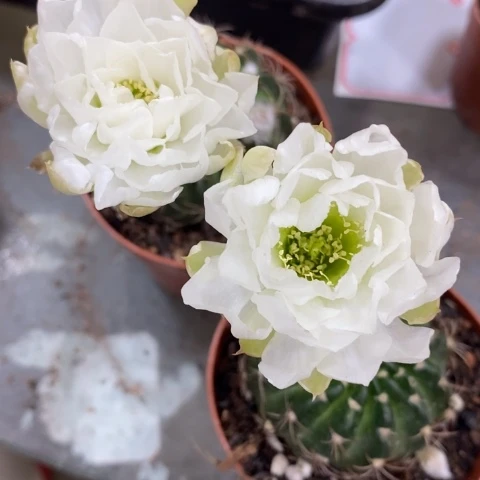 丽花开花漂亮好看