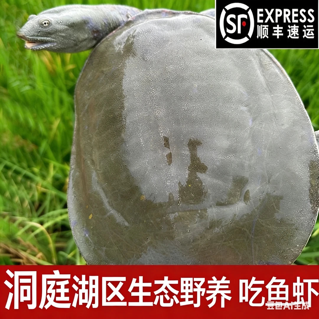 洞庭湖区原生态放养老甲鱼源头厂地汉寿甲鱼水鱼老中华鳖