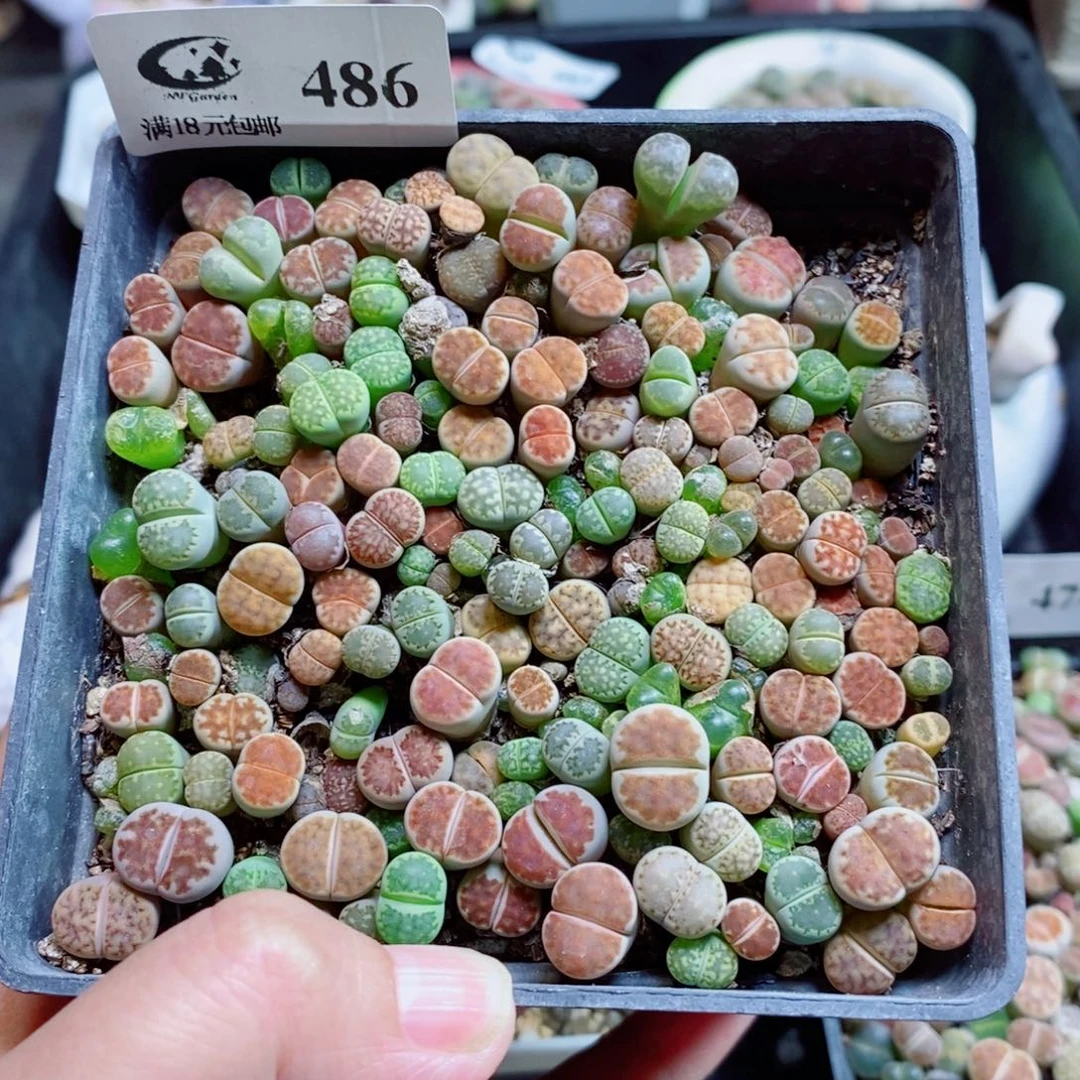 生石花花花花开了486