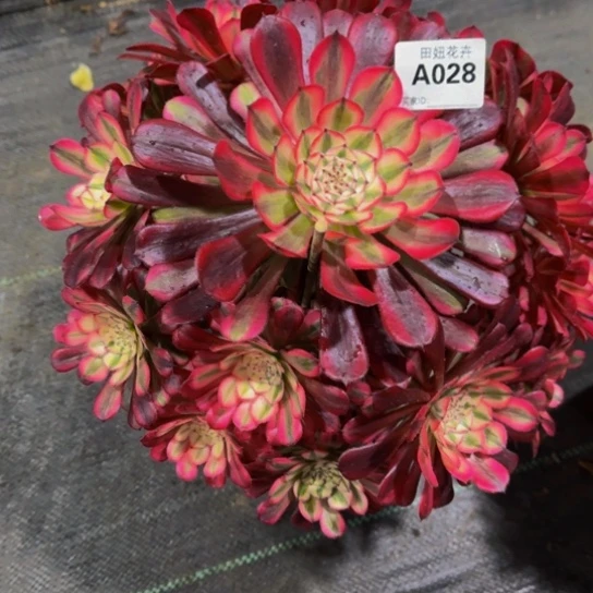 红同超白锦发师多肉028888888