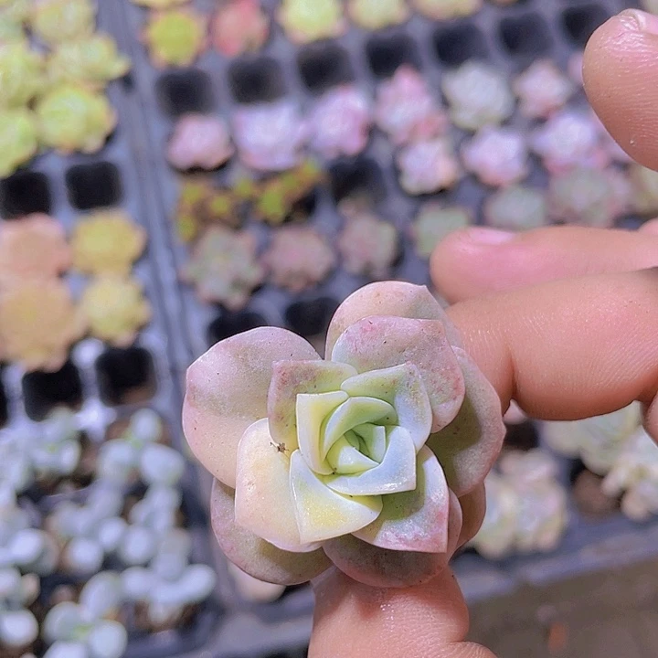 可爱玫瑰锦【满10颗包邮】